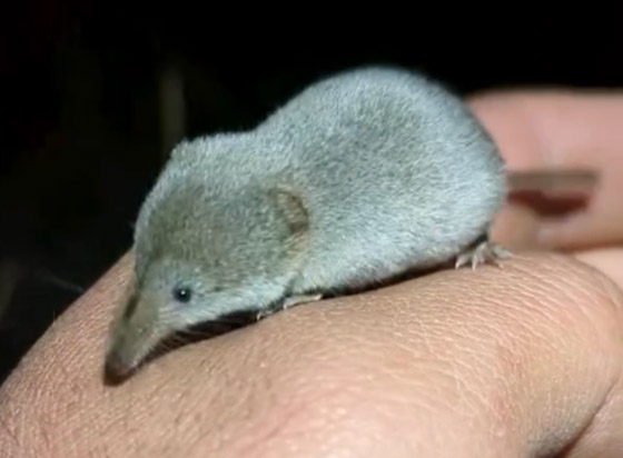 صورة رقم 6 - صورة أولى لحيوان مراوغ لم يتمكن العلماء من تصويره من قبل صورة رقم 6 - صورة أولى لحيوان مراوغ لم يتمكن العلماء من تصويره من قبل