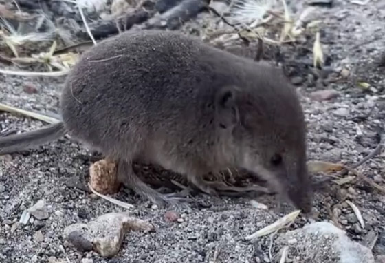 صورة رقم 8 - صورة أولى لحيوان مراوغ لم يتمكن العلماء من تصويره من قبل صورة رقم 8 - صورة أولى لحيوان مراوغ لم يتمكن العلماء من تصويره من قبل