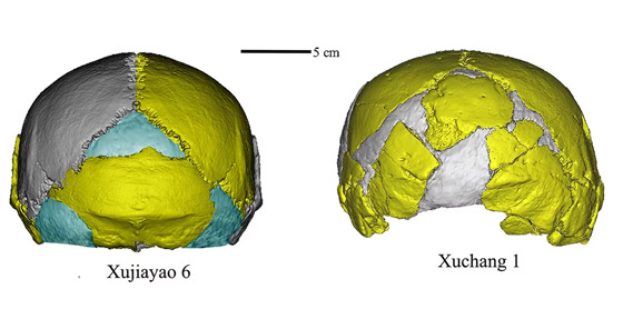 صورة رقم 2 - اقتراح إدراج نوع جديد من البشر على شجرة العائلة البشرية صورة رقم 2 - اقتراح إدراج نوع جديد من البشر على شجرة العائلة البشرية