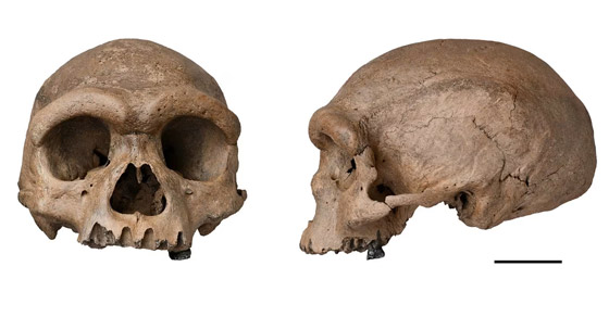 صورة رقم 3 - اقتراح إدراج نوع جديد من البشر على شجرة العائلة البشرية صورة رقم 3 - اقتراح إدراج نوع جديد من البشر على شجرة العائلة البشرية