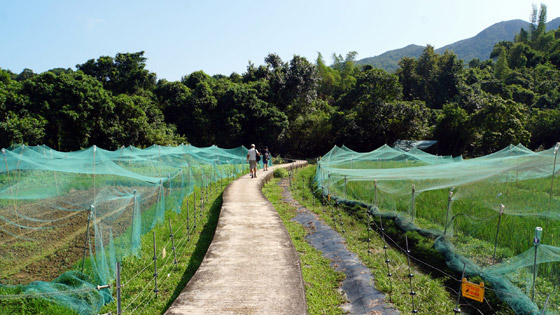 قرية زراعية صينية عمرها 300 سنة.. لِمَ يعود إليها سكانها بعد هجرها؟ صورة رقم 12 قرية زراعية صينية عمرها 300 سنة.. لِمَ يعود إليها سكانها بعد هجرها؟ صورة رقم 12