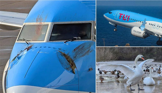 لندن..بجعتان تصطدمان بطائرة وتجبرانها على الهبوط اضطرارياً صورة رقم 2