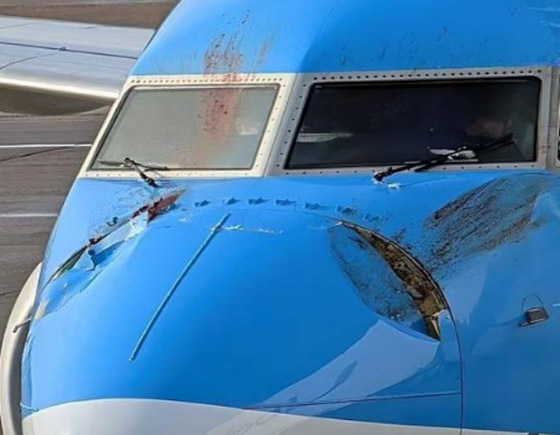 لندن..بجعتان تصطدمان بطائرة وتجبرانها على الهبوط اضطرارياً صورة رقم 3