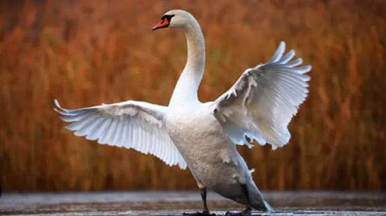 لندن..بجعتان تصطدمان بطائرة وتجبرانها على الهبوط اضطرارياً صورة رقم 4