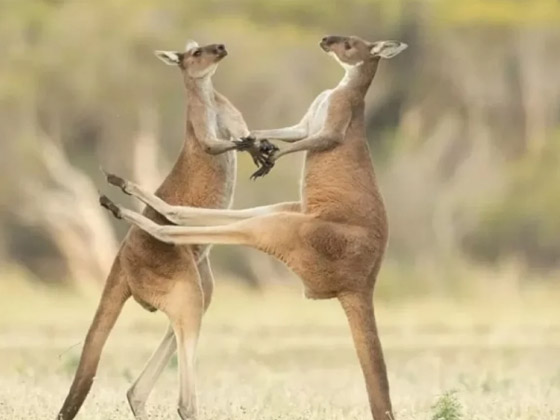  ���� ��� 3 - ��� ���� ���� �� ������ �������� ������� ���������