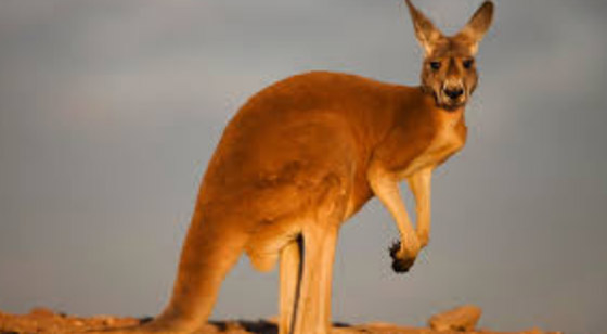  ���� ��� 4 - ��� ���� ���� �� ������ �������� ������� ���������