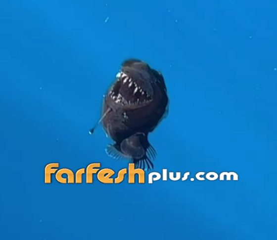  ���� ��� 3 - �����: 