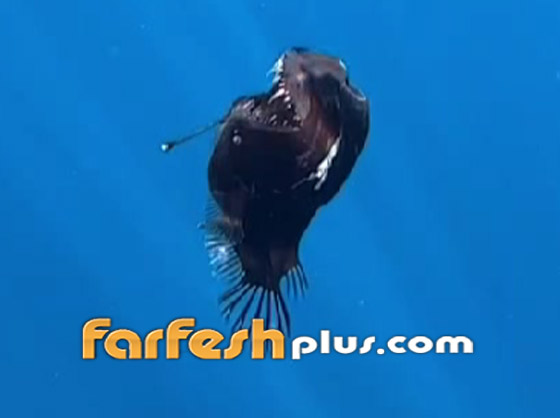  ���� ��� 5 - �����: 