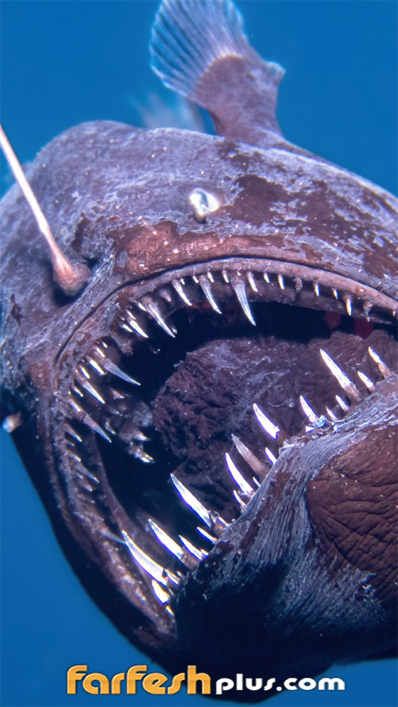  ���� ��� 1 - �����: 