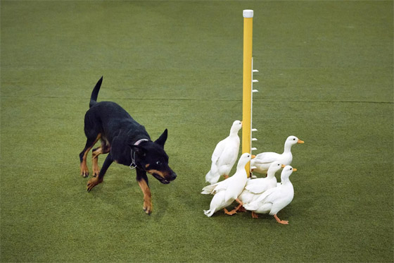 باقة من الصور الطريفة سجلتها عدسات الكاميرات لأحداث هذا الأسبوع صورة رقم 7