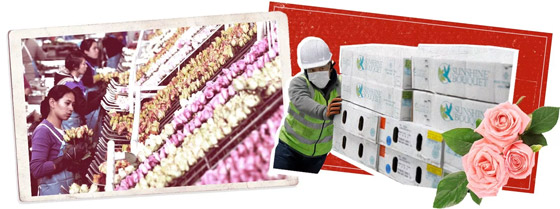 صورة رقم 3 - سباق مع الزمن منذ قطفها.. إتبَعوا مسار ورود عيد الحب إلى يديكم؟ صورة رقم 3 - سباق مع الزمن منذ قطفها.. إتبَعوا مسار ورود عيد الحب إلى يديكم؟