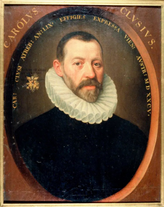 زهرة تسببت بكارثة اقتصادية في أوروبا.. عام 1637 صورة رقم 4