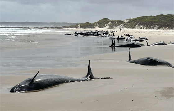 مشهد لا يصدق.. أكثر من 150 حوتا ممدا على الشاطئ (فيديو وصور) صورة رقم 2 مشهد لا يصدق.. أكثر من 150 حوتا ممدا على الشاطئ (فيديو وصور) صورة رقم 2