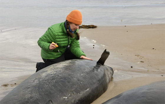 مشهد لا يصدق.. أكثر من 150 حوتا ممدا على الشاطئ (فيديو وصور) صورة رقم 3 مشهد لا يصدق.. أكثر من 150 حوتا ممدا على الشاطئ (فيديو وصور) صورة رقم 3