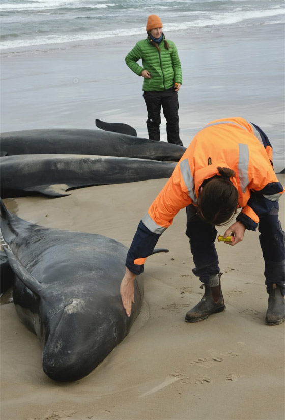 مشهد لا يصدق.. أكثر من 150 حوتا ممدا على الشاطئ (فيديو وصور) صورة رقم 5 مشهد لا يصدق.. أكثر من 150 حوتا ممدا على الشاطئ (فيديو وصور) صورة رقم 5