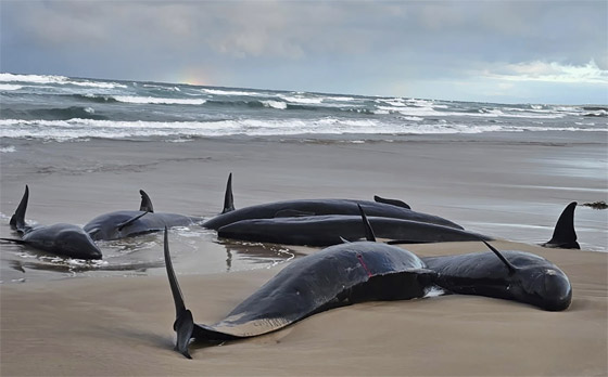 مشهد لا يصدق.. أكثر من 150 حوتا ممدا على الشاطئ (فيديو وصور) صورة رقم 6 مشهد لا يصدق.. أكثر من 150 حوتا ممدا على الشاطئ (فيديو وصور) صورة رقم 6