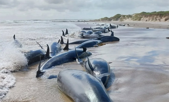 مشهد لا يصدق.. أكثر من 150 حوتا ممدا على الشاطئ (فيديو وصور) صورة رقم 9 مشهد لا يصدق.. أكثر من 150 حوتا ممدا على الشاطئ (فيديو وصور) صورة رقم 9