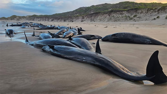 مشهد لا يصدق.. أكثر من 150 حوتا ممدا على الشاطئ (فيديو وصور) صورة رقم 10 مشهد لا يصدق.. أكثر من 150 حوتا ممدا على الشاطئ (فيديو وصور) صورة رقم 10