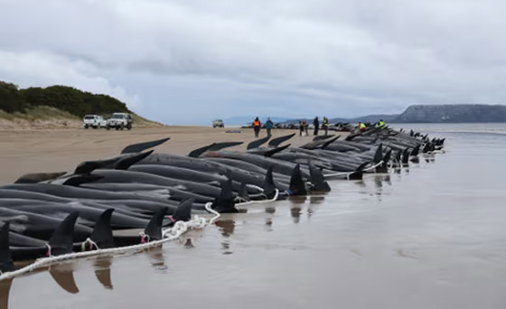 مشهد لا يصدق.. أكثر من 150 حوتا ممدا على الشاطئ (فيديو وصور) صورة رقم 11 مشهد لا يصدق.. أكثر من 150 حوتا ممدا على الشاطئ (فيديو وصور) صورة رقم 11