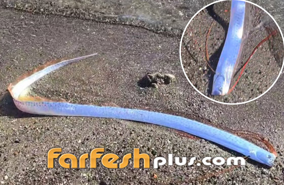 كارثة قادمة! سمكة 