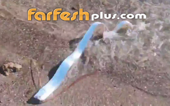 كارثة قادمة! سمكة 