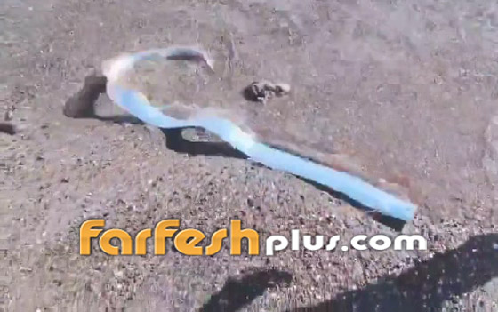 كارثة قادمة! سمكة 