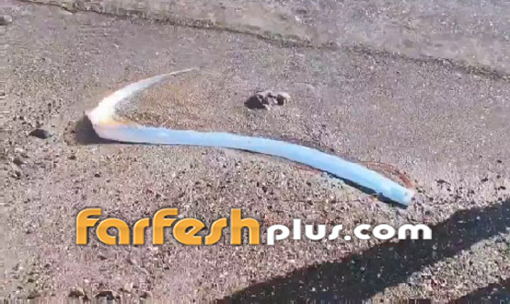 كارثة قادمة! سمكة 