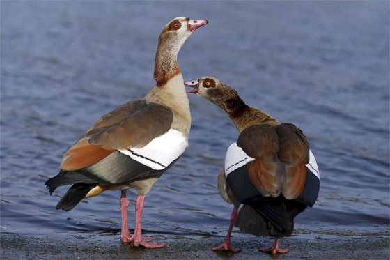 إليكم أطرف الصور لأبرز أحداث العالم لهذا الأسبوع صورة رقم 7