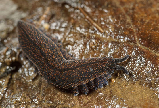 صورة رقم 1 - صورة رقم 1 -