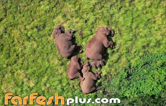 صورة رقم 1 - مصور يوثق مشهدا نادرا لفيلة غارقة في سبات عميق على أرض خضراء بالهند صورة رقم 1 - مصور يوثق مشهدا نادرا لفيلة غارقة في سبات عميق على أرض خضراء بالهند