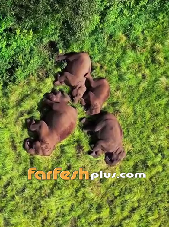 صورة رقم 2 - مصور يوثق مشهدا نادرا لفيلة غارقة في سبات عميق على أرض خضراء بالهند صورة رقم 2 - مصور يوثق مشهدا نادرا لفيلة غارقة في سبات عميق على أرض خضراء بالهند
