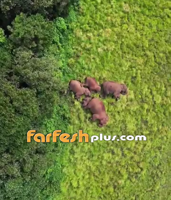 صورة رقم 3 - مصور يوثق مشهدا نادرا لفيلة غارقة في سبات عميق على أرض خضراء بالهند صورة رقم 3 - مصور يوثق مشهدا نادرا لفيلة غارقة في سبات عميق على أرض خضراء بالهند