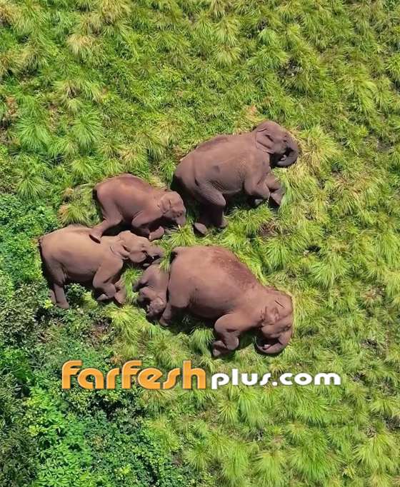 صورة رقم 4 - مصور يوثق مشهدا نادرا لفيلة غارقة في سبات عميق على أرض خضراء بالهند صورة رقم 4 - مصور يوثق مشهدا نادرا لفيلة غارقة في سبات عميق على أرض خضراء بالهند