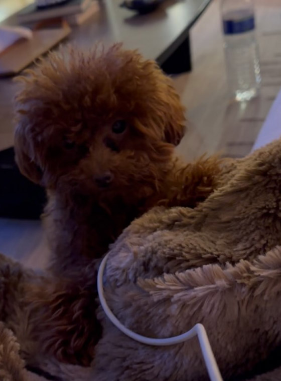 زوجة راغب علامة تنشر صور منزلهما الفخم في باريس.. قريب من برج ايفل..   صورة رقم 3