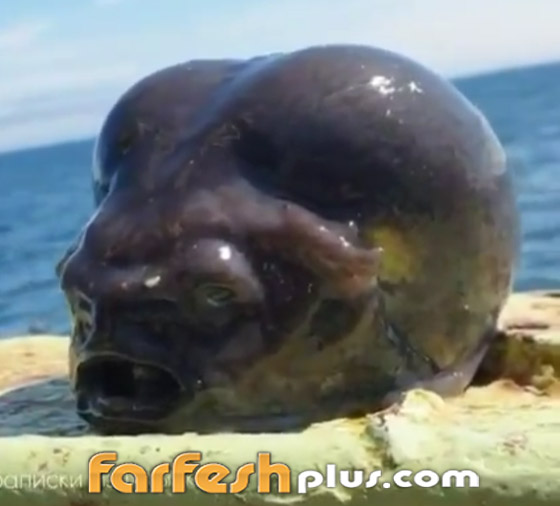 يشبه الدماغ.. فيديو لمخلوق غريب انتشله صياد روسي من قعر البحر صورة رقم 1 يشبه الدماغ.. فيديو لمخلوق غريب انتشله صياد روسي من قعر البحر صورة رقم 1