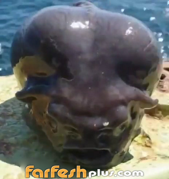 يشبه الدماغ.. فيديو لمخلوق غريب انتشله صياد روسي من قعر البحر صورة رقم 5 يشبه الدماغ.. فيديو لمخلوق غريب انتشله صياد روسي من قعر البحر صورة رقم 5