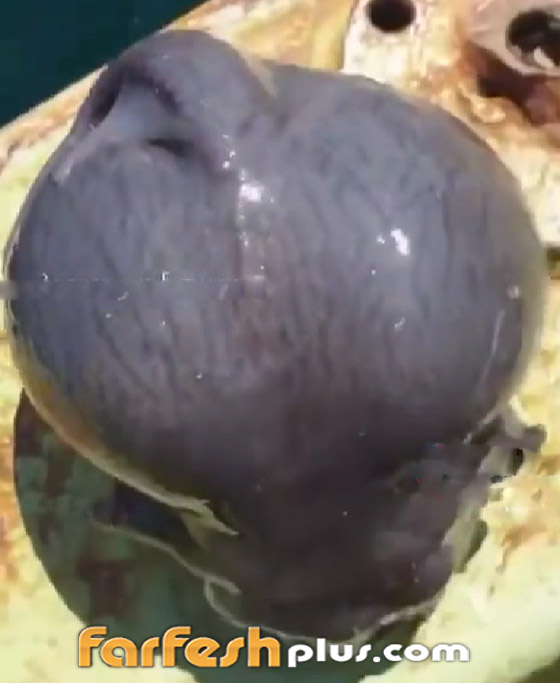 يشبه الدماغ.. فيديو لمخلوق غريب انتشله صياد روسي من قعر البحر صورة رقم 6 يشبه الدماغ.. فيديو لمخلوق غريب انتشله صياد روسي من قعر البحر صورة رقم 6