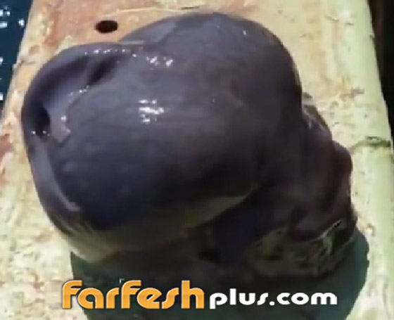 يشبه الدماغ.. فيديو لمخلوق غريب انتشله صياد روسي من قعر البحر صورة رقم 7 يشبه الدماغ.. فيديو لمخلوق غريب انتشله صياد روسي من قعر البحر صورة رقم 7