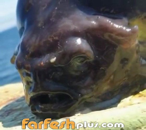 يشبه الدماغ.. فيديو لمخلوق غريب انتشله صياد روسي من قعر البحر صورة رقم 8 يشبه الدماغ.. فيديو لمخلوق غريب انتشله صياد روسي من قعر البحر صورة رقم 8