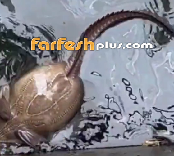 يشبه الدماغ.. فيديو لمخلوق غريب انتشله صياد روسي من قعر البحر صورة رقم 3 يشبه الدماغ.. فيديو لمخلوق غريب انتشله صياد روسي من قعر البحر صورة رقم 3