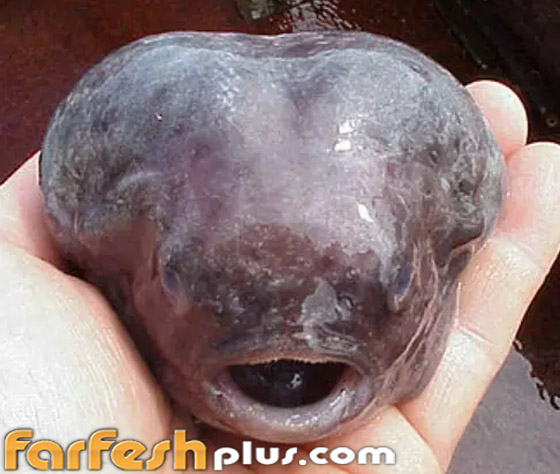 يشبه الدماغ.. فيديو لمخلوق غريب انتشله صياد روسي من قعر البحر صورة رقم 4 يشبه الدماغ.. فيديو لمخلوق غريب انتشله صياد روسي من قعر البحر صورة رقم 4