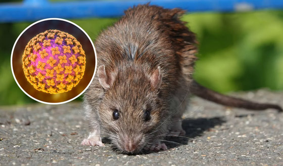 صورة رقم 3 - كيف تنتقل الفيروسات من الحيوانات إلى البشر؟ صورة رقم 3 - كيف تنتقل الفيروسات من الحيوانات إلى البشر؟