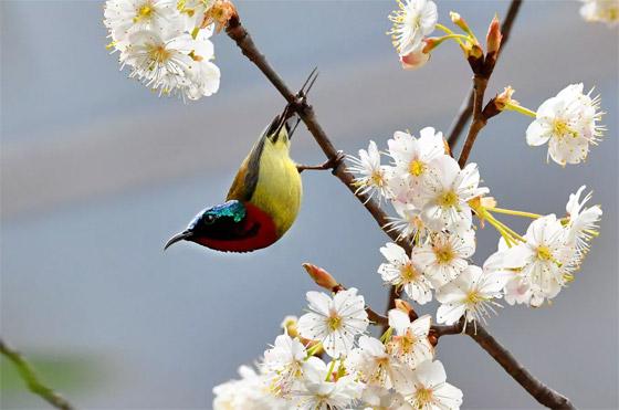 صورة رقم 1 - صور جميلة: بشائر الربيع صورة رقم 1 - صور جميلة: بشائر الربيع