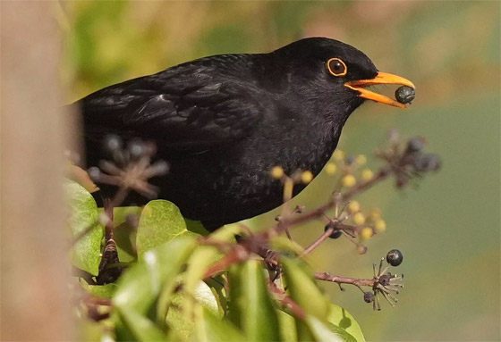 صورة رقم 2 - صور جميلة: بشائر الربيع صورة رقم 2 - صور جميلة: بشائر الربيع