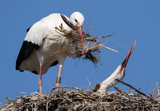 صورة رقم 4 - صور جميلة: بشائر الربيع صورة رقم 4 - صور جميلة: بشائر الربيع