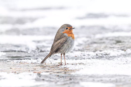 صورة رقم 7 - صور جميلة: بشائر الربيع صورة رقم 7 - صور جميلة: بشائر الربيع