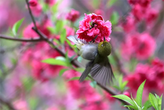 صورة رقم 8 - صور جميلة: بشائر الربيع صورة رقم 8 - صور جميلة: بشائر الربيع