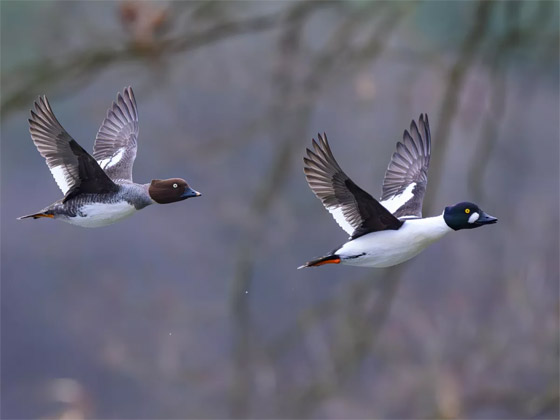 صورة رقم 9 - صور جميلة: بشائر الربيع صورة رقم 9 - صور جميلة: بشائر الربيع