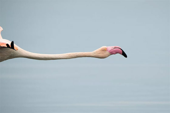 إليكم أطرف الصور لأبرز أحداث العالم لهذا الأسبوع صورة رقم 9 إليكم أطرف الصور لأبرز أحداث العالم لهذا الأسبوع صورة رقم 9