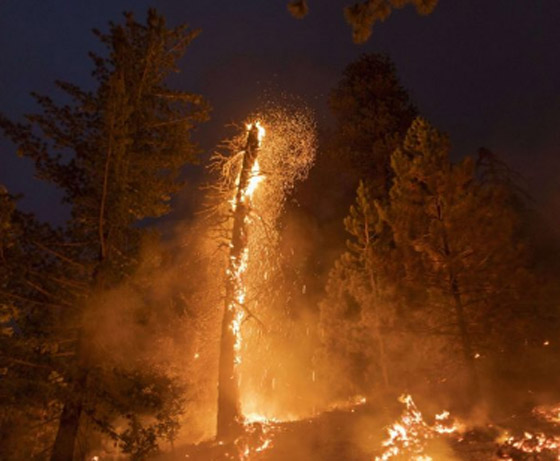 أعاصير وحرائق غابات وعواصف رملية في الولايات المتحدة تُخلّف قتلى وأضراراً جسيمة صورة رقم 4